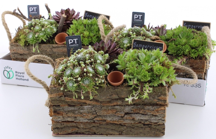 <h4>ARR SEMPERVIVUM</h4>