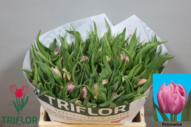 <h4>TU DU PRICEWISE</h4>