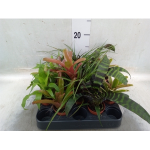 Bromelia   ...mix