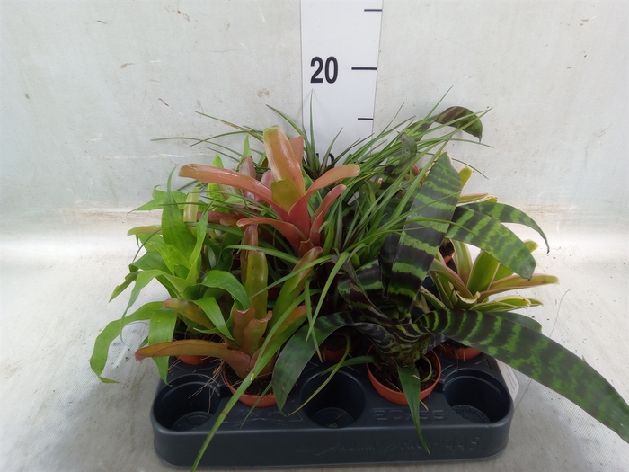 <h4>Bromelia   ...mix</h4>