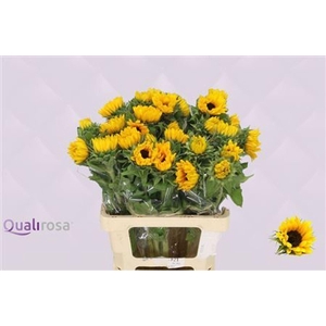 HELIANTHUS SUNRICH ORANGE HELI SUNR