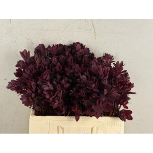 Cotinusblad Royal Purple