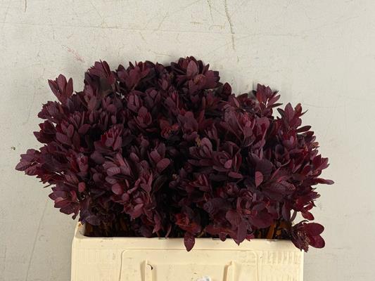 Cotinusblad Royal Purple