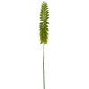 Kniphofia spray green 87cm