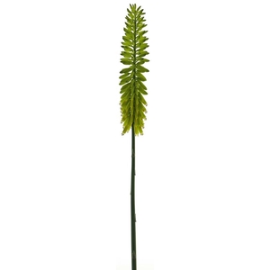Kniphofia spray green 87cm