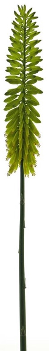 <h4>Kniphofia spray green 87cm</h4>