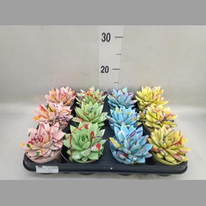 Echeveria  'Miranda'