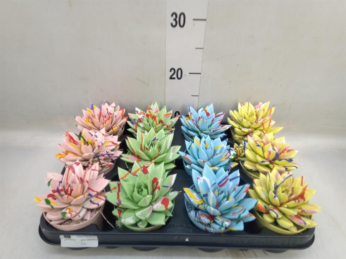 <h4>Echeveria  'Miranda'</h4>