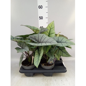 Alocasia   ...