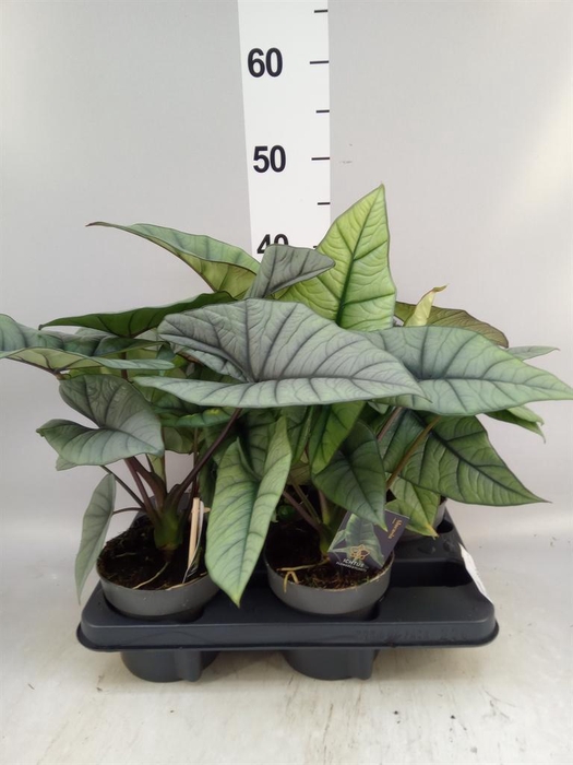 <h4>Alocasia ...</h4>