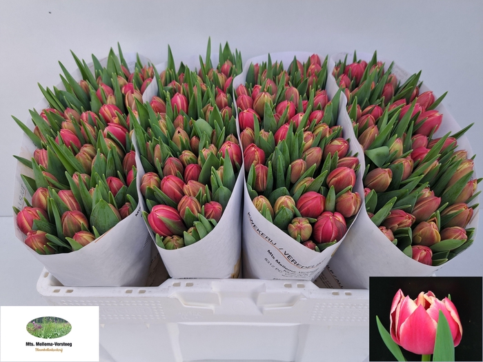 <h4>TU DU COLUMBUS</h4>