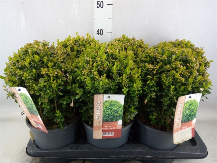 <h4>Buxus semp.   ...</h4>