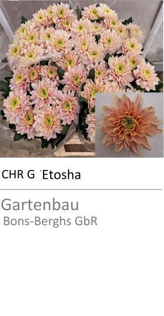 <h4>CHR G ETOSHA</h4>