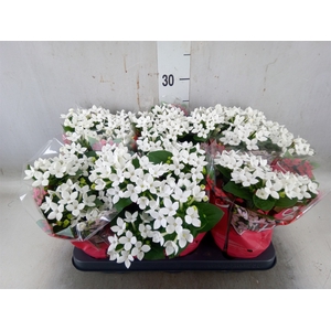 Bouvardia  'Bellev Snow White'