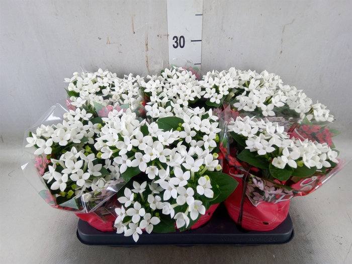 <h4>Bouvardia  'Bellev Snow White'</h4>