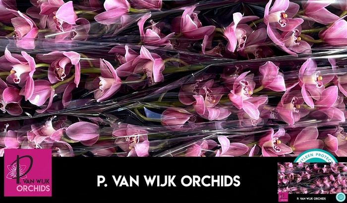 <h4>CYMB T CANDY</h4>