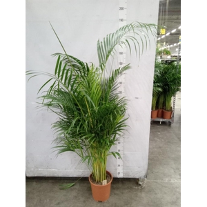 Dypsis lutescens   ...Chrysalidoca