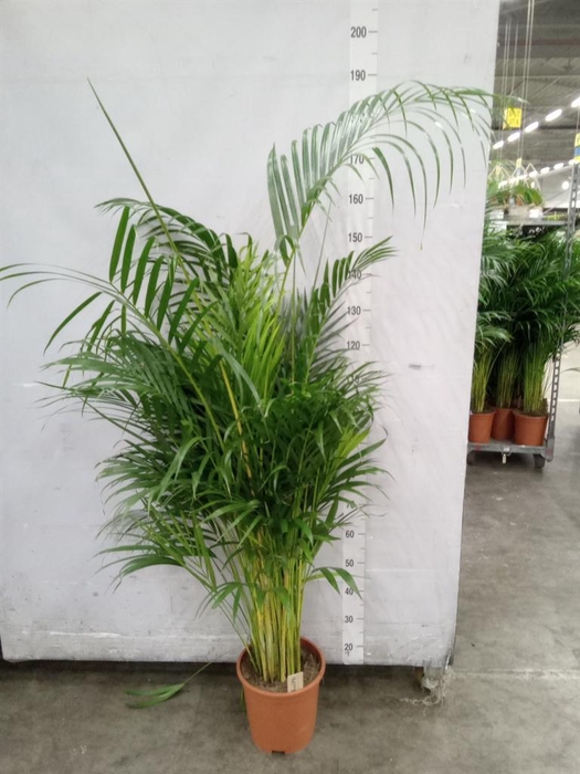 <h4>Dypsis lutescens   ...Chrysalidoca</h4>
