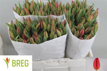 <h4>Tu En Strong Fire</h4>