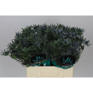 Eryngium Orion Ex