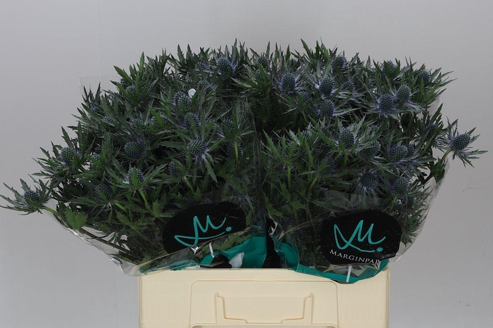 <h4>Eryngium Orion Ex</h4>