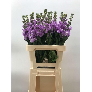 MATTHIOLA IRON MARINE