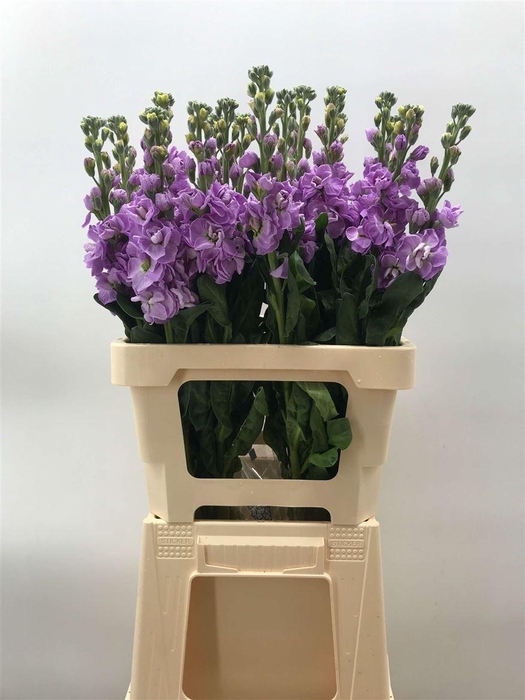 <h4>MATTHIOLA IRON MARINE</h4>