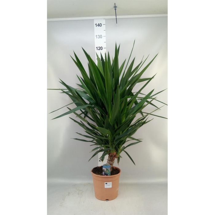 <h4>Yucca elephantipes   ...</h4>