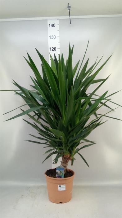 Yucca elephantipes   ...