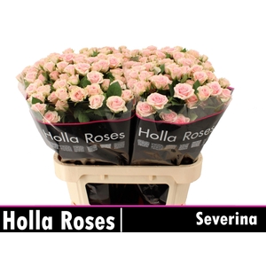 ROSA TR 'SEVERINA'