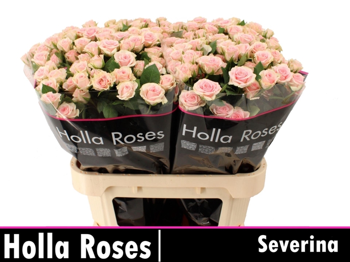 <h4>ROSA TR 'SEVERINA'</h4>