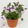 Viola cornuta zink 33 rose wit