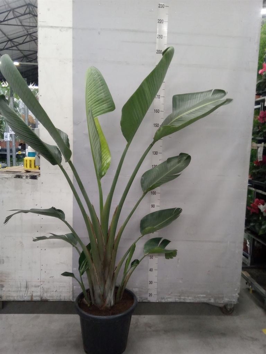 <h4>Strelitzia nicolai</h4>