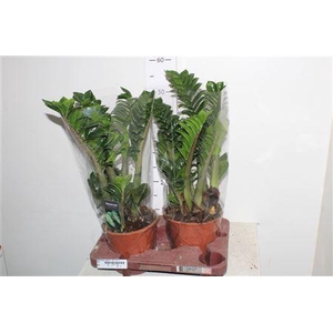Zamioculcas Zenzi 5-6+