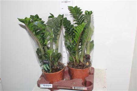 <h4>Zamioculcas Zenzi 5-6+</h4>