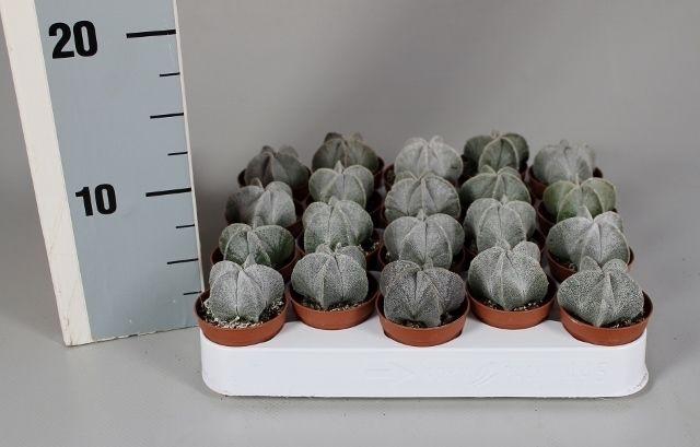 <h4>ASTROPH MYRIOSTIGMA</h4>