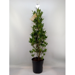 Laurus nobilis