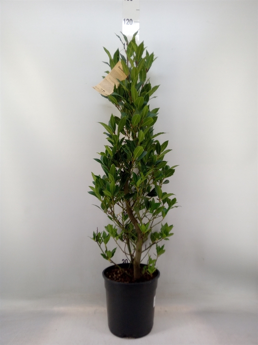 <h4>Laurus nobilis</h4>