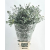 Euc. Cinerea (Per Stem)