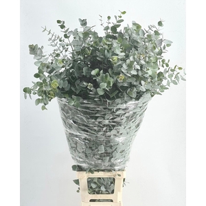 Euc. Cinerea (Per Stem)