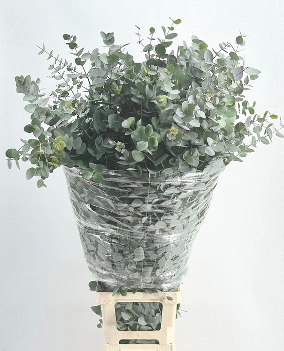 <h4>Euc. Cinerea (Per Stem)</h4>