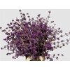 Callicarpa Bod Profusion