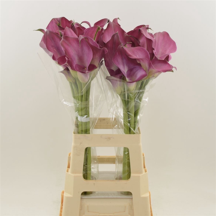 <h4>Calla Fantasia | Dubbelbloemig</h4>