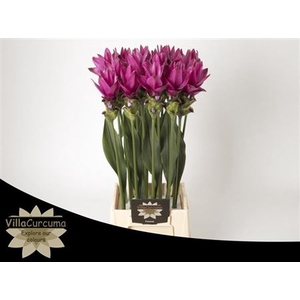 CURC AL SIAM SOUL 60CM