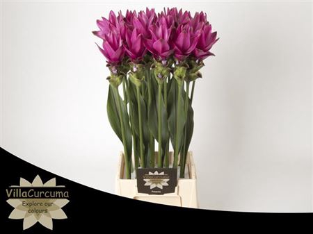 <h4>CURC AL SIAM SOUL 60CM</h4>