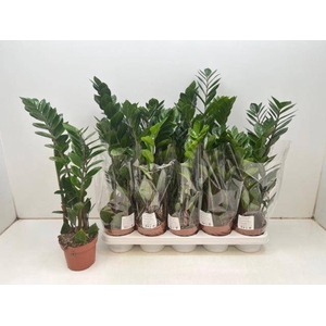 ZAMIO ZAMIIFOLIA