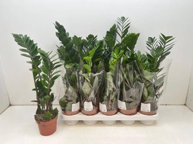 <h4>ZAMIO ZAMIIFOLIA</h4>