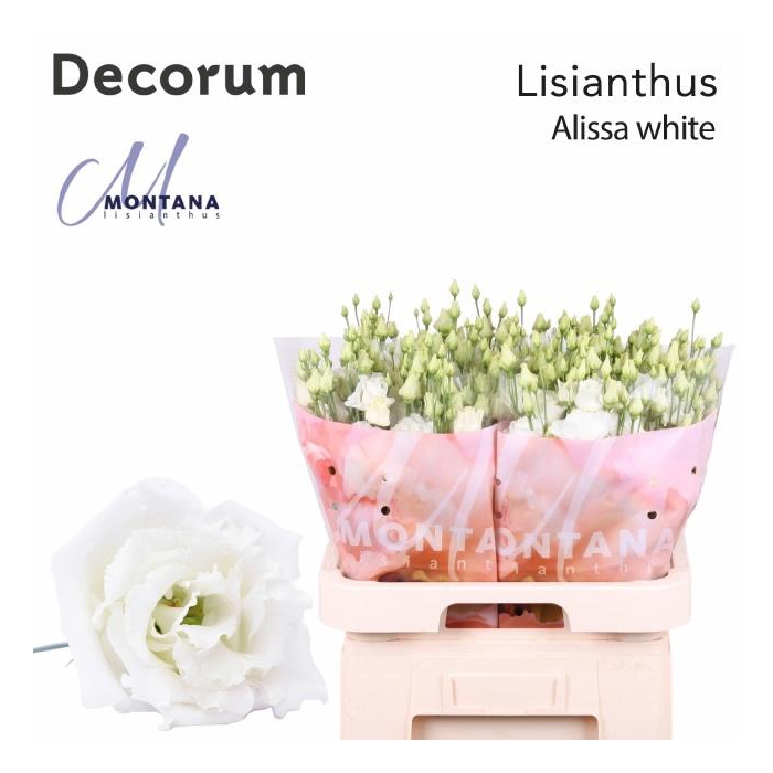 <h4>Eus G Alissa White</h4>