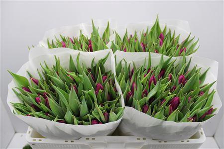 <h4>Tu En Purple Prince</h4>