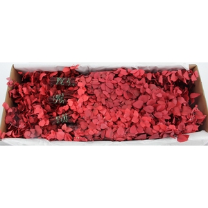 PF EUC STUART RED BS 150GR